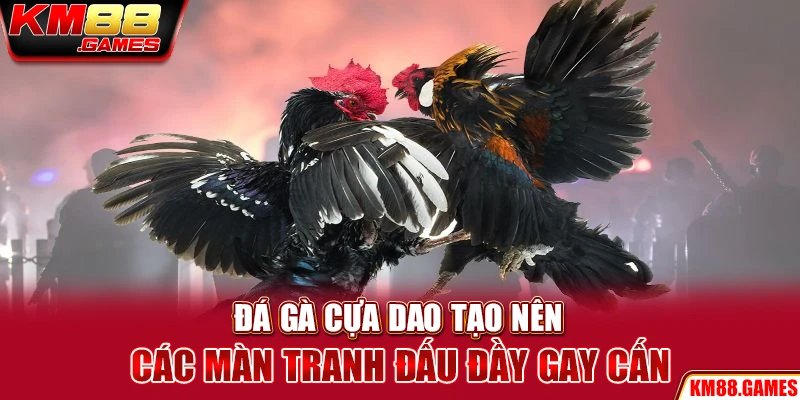 Đá gà cựa dao tạo nên các màn tranh đấu đầy gay cấn