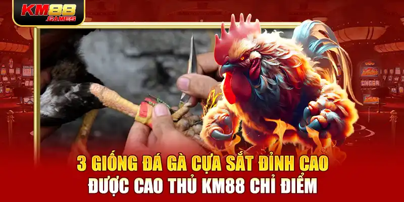 3 Giống Đá Gà Cựa Sắt Đỉnh Cao Được Cao Thủ KM88 Chỉ Điểm