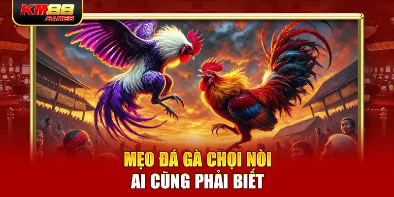 Mẹo đá gà chọi nòi ai cũng phải biết