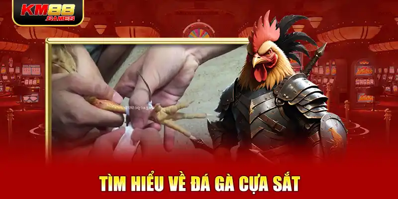 Tìm hiểu về đá gà cựa sắt